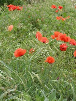 Poppies for remembrance day 2006