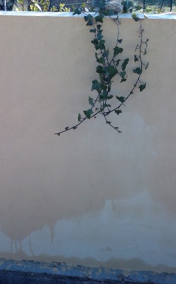 A nice garden wall