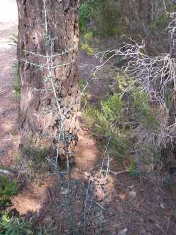 Little Wild Olive Tree