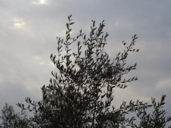 Olive tree against the grey skies