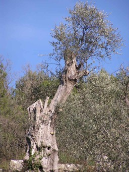 Old olive tree
