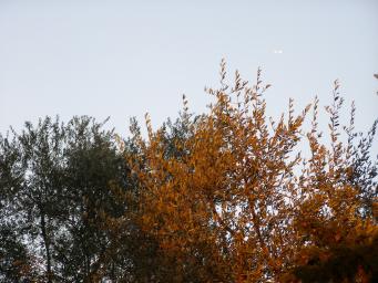 Olive tree at sunset