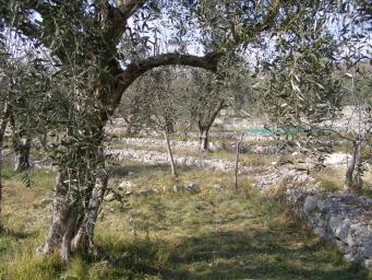 Olive orchard