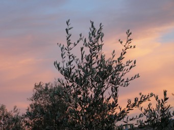 Olive & evening clouds
