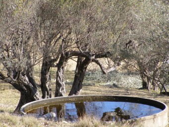 Olives & irrigation tank
