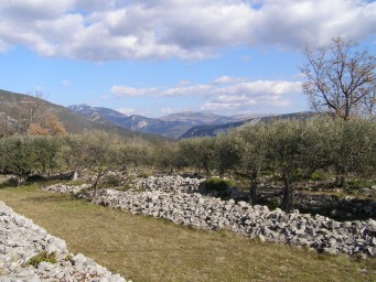 Olive trees near Mons, Var, France