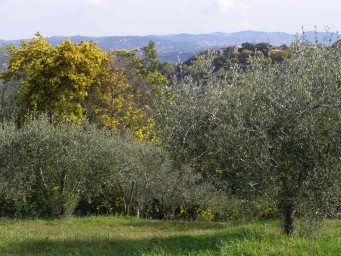Olive tree and Mimosa in Tanneron