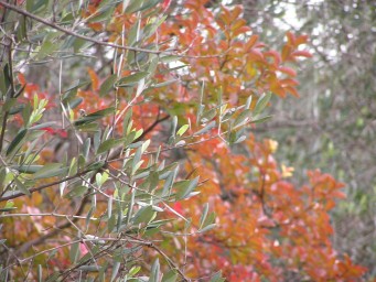 New growth olives, autumnal leaves