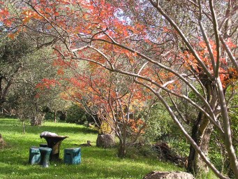 Olives & other trees