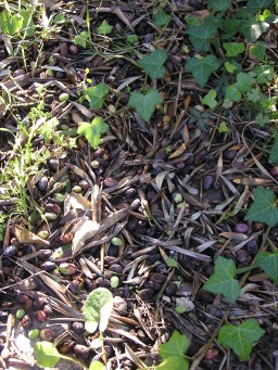 Olive bits