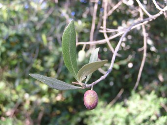 Last Olive