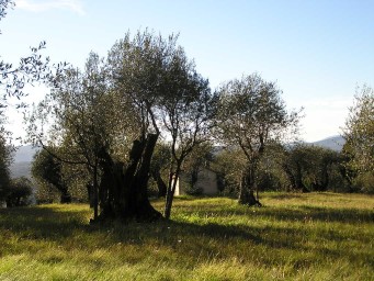 Olive tree with shoots