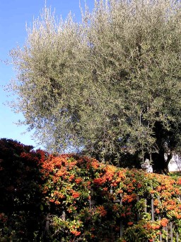 Olive tree & thorn bush