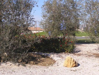 Olives and Roses