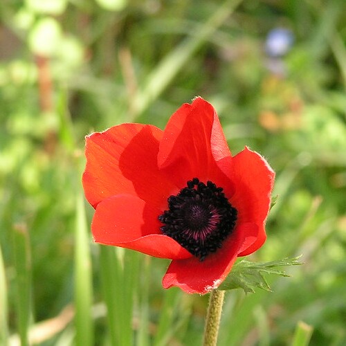 poppy