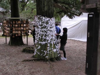 Paper fortunes tied to a tree