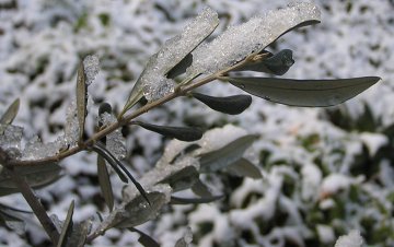 Snowcovered Olive Sprig