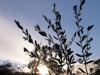 Frosty dawn