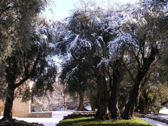 Olive Grove in Snow
