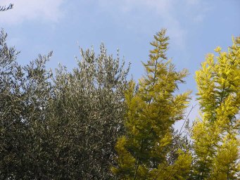 Mimosa Olive