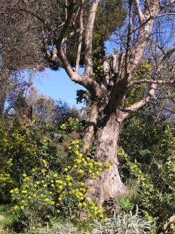 Olive tree and flowers
