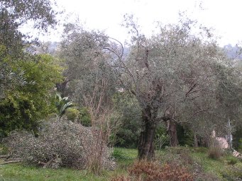 Olive trees and trimmings