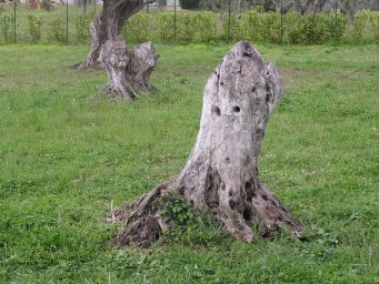 Olive Stumps