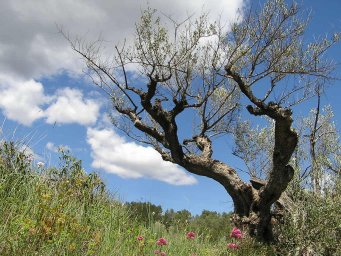 Olive tree near Salernes