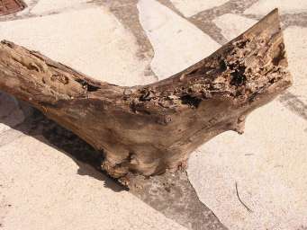 Olive log