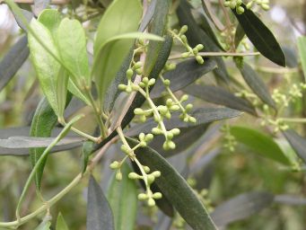 Olive buds