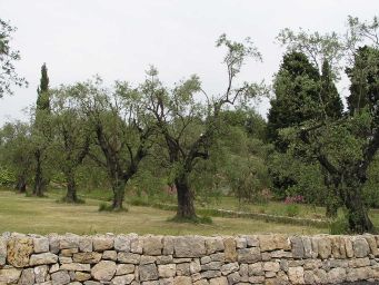 Olive tree garden