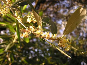 Olive Flowers Open