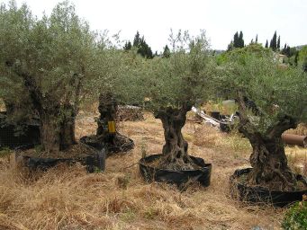 Olive trees in tubs