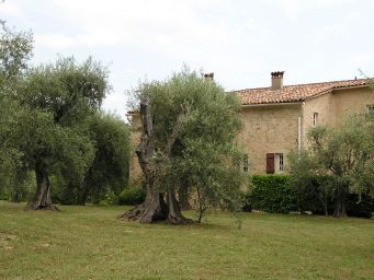Olives in a garden