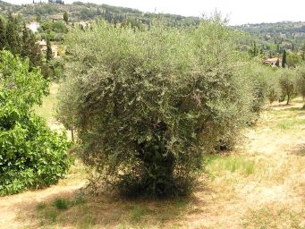 Shaggy olive tree