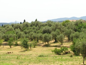 Field of olive trees