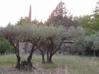 Strange olive trees