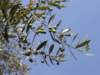 Olives ripening