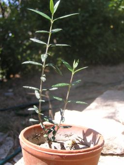 Baby Olive Tree
