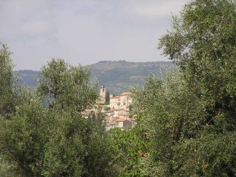 Chateauneuf Olive Trees