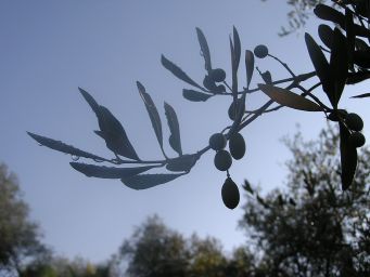 Olives and rain drops