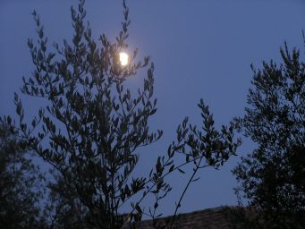 Olive by moonlight