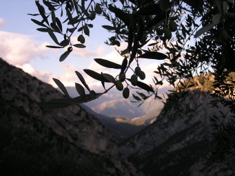 Mountain Olives