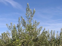 Olive tree against the sky