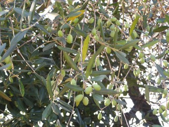Repening olives
