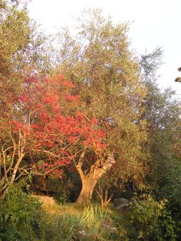 Garden trees