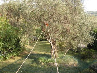 Ready to Pick Olives