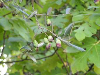 Practically ripe olives