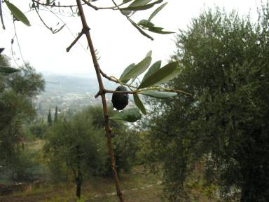 Olive in the rain