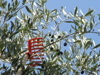 Olive and Comb